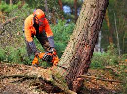 Tree and Shrub Care in New Stanton, PA