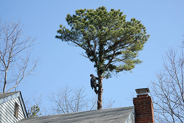 Professional Tree Removal Services in New Stanton, PA