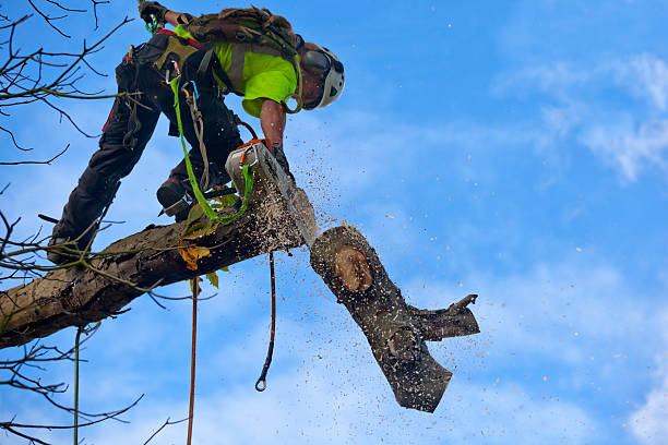 How Our Tree Care Process Works  in  New Stanton, PA